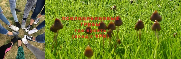 ГАЛЛЮЦИНОГЕННЫЕ ГРИБЫ Вязники
